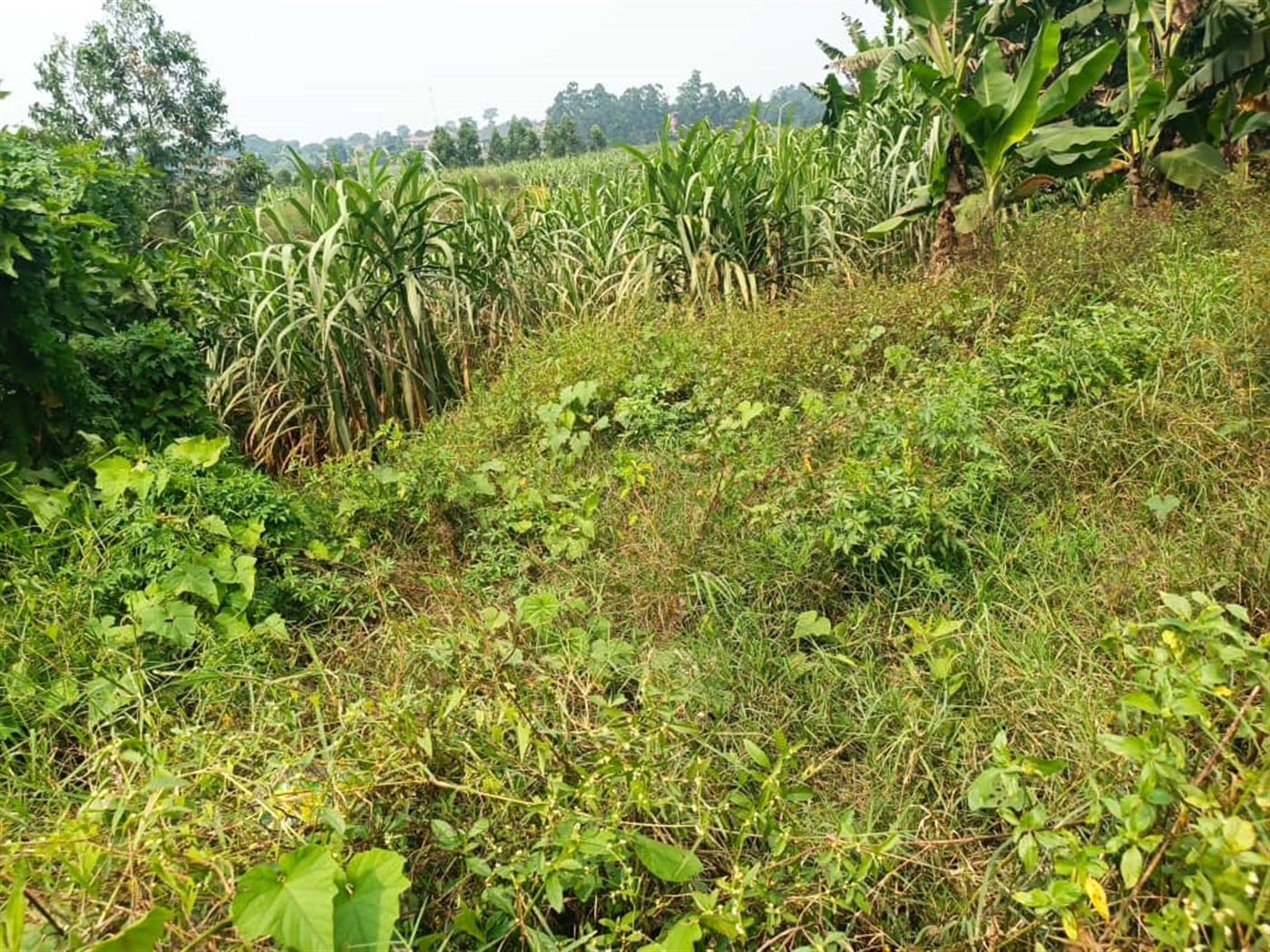Residential land for sale in Kira Wakiso Uganda