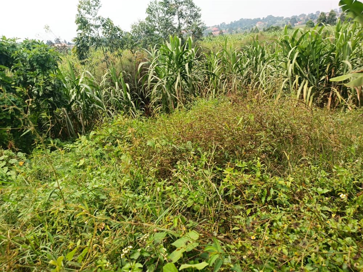 Residential land for sale in Kira Wakiso Uganda