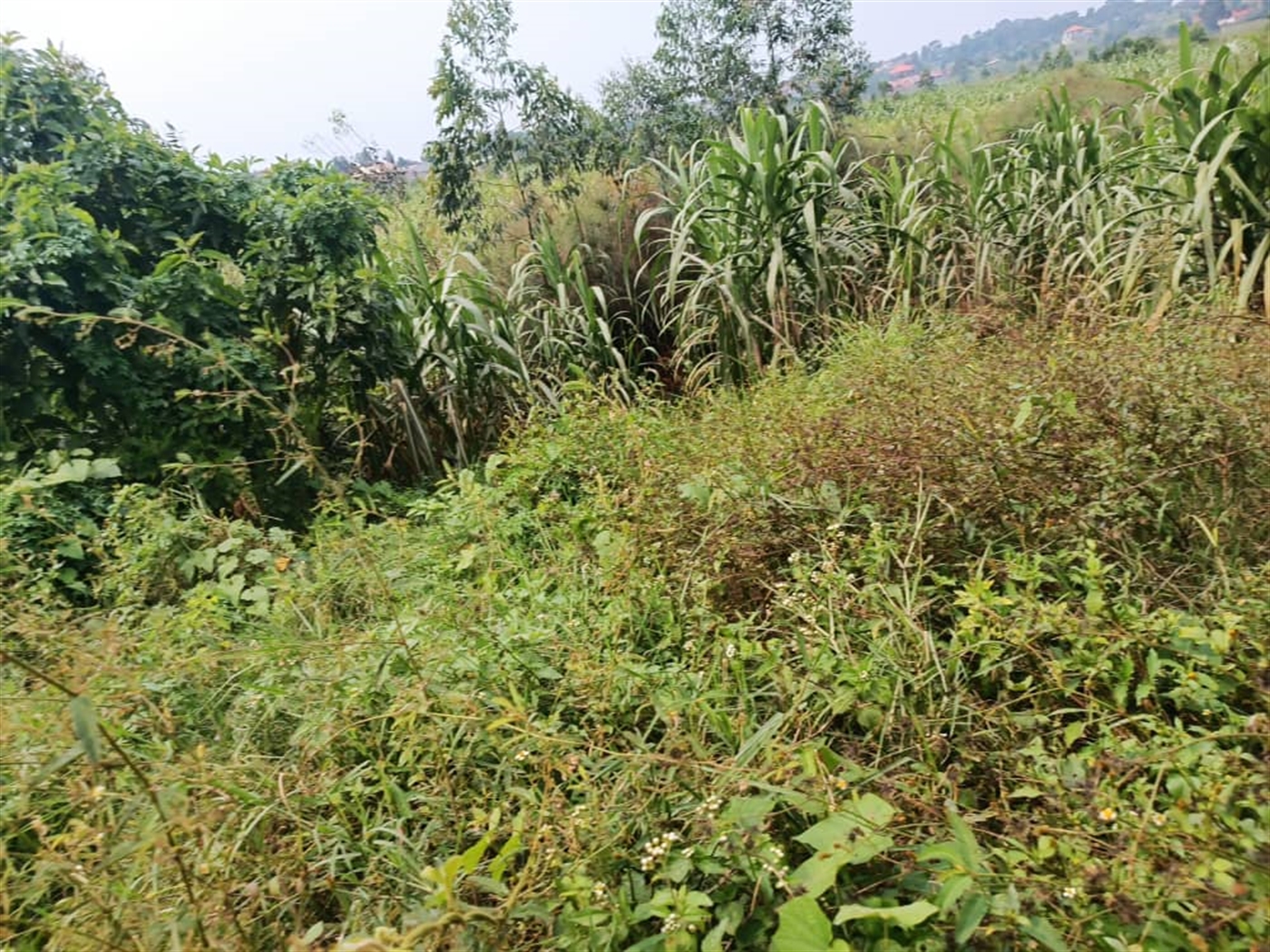 Residential land for sale in Kira Wakiso Uganda