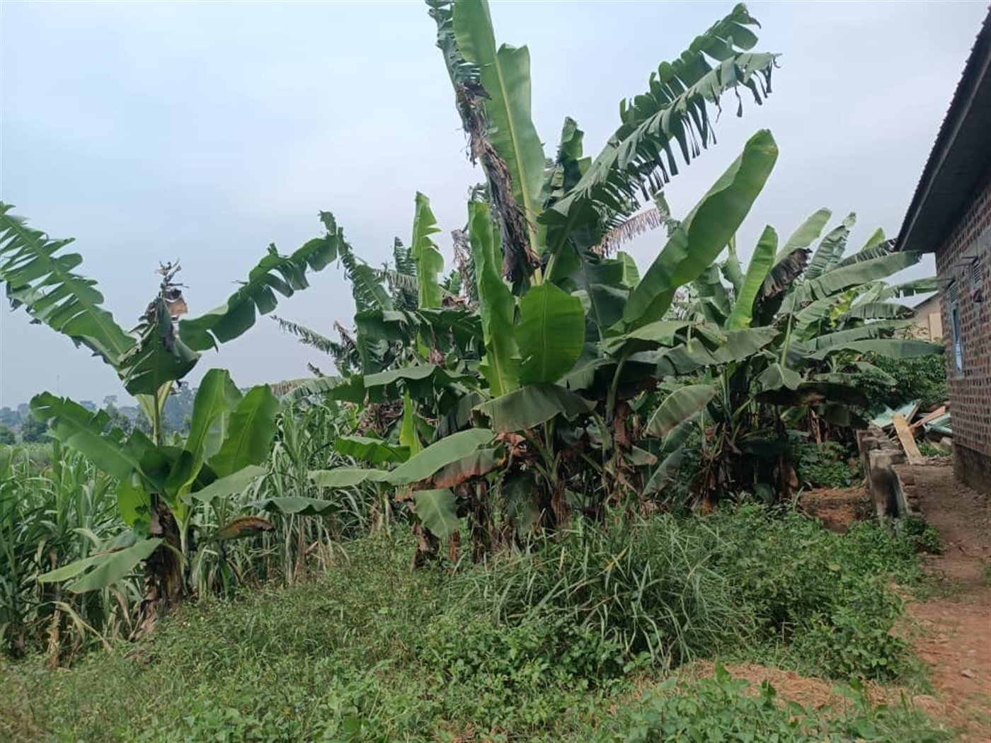 Residential land for sale in Kira Wakiso Uganda