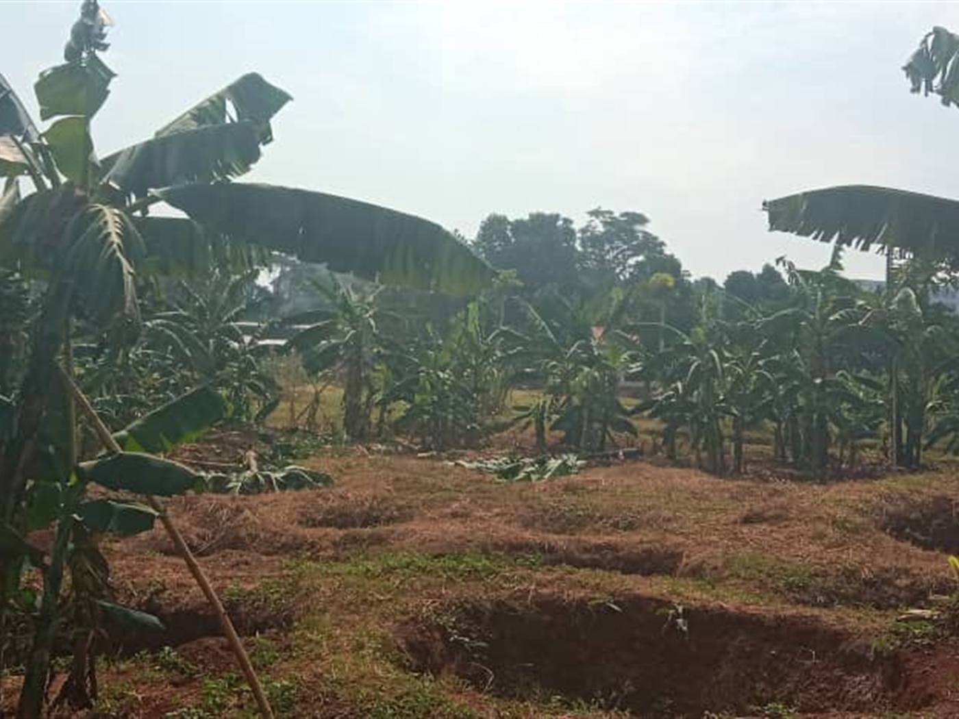 Residential land for sale in Akright Wakiso Uganda