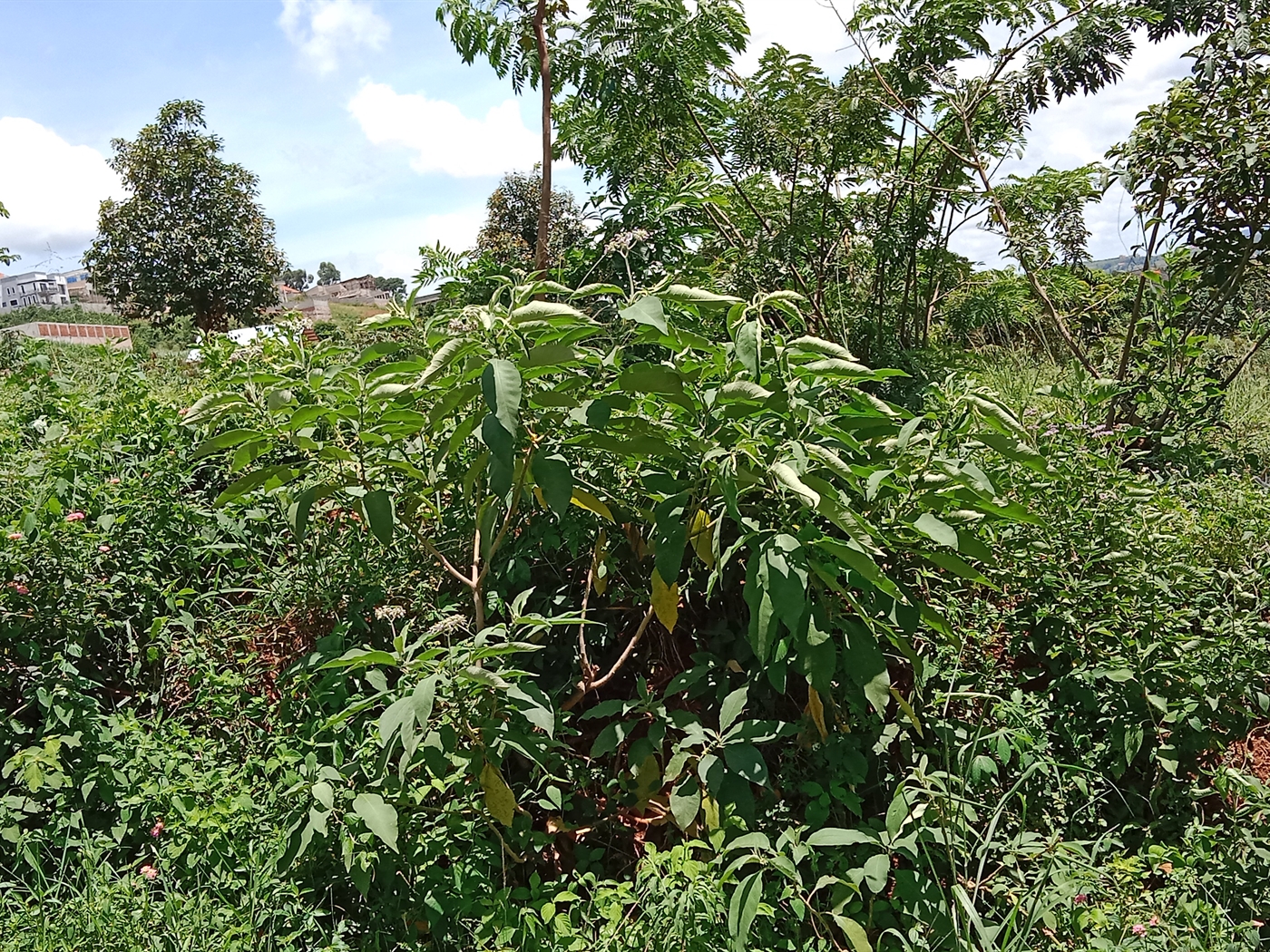 Residential land for sale in Akright Wakiso Uganda