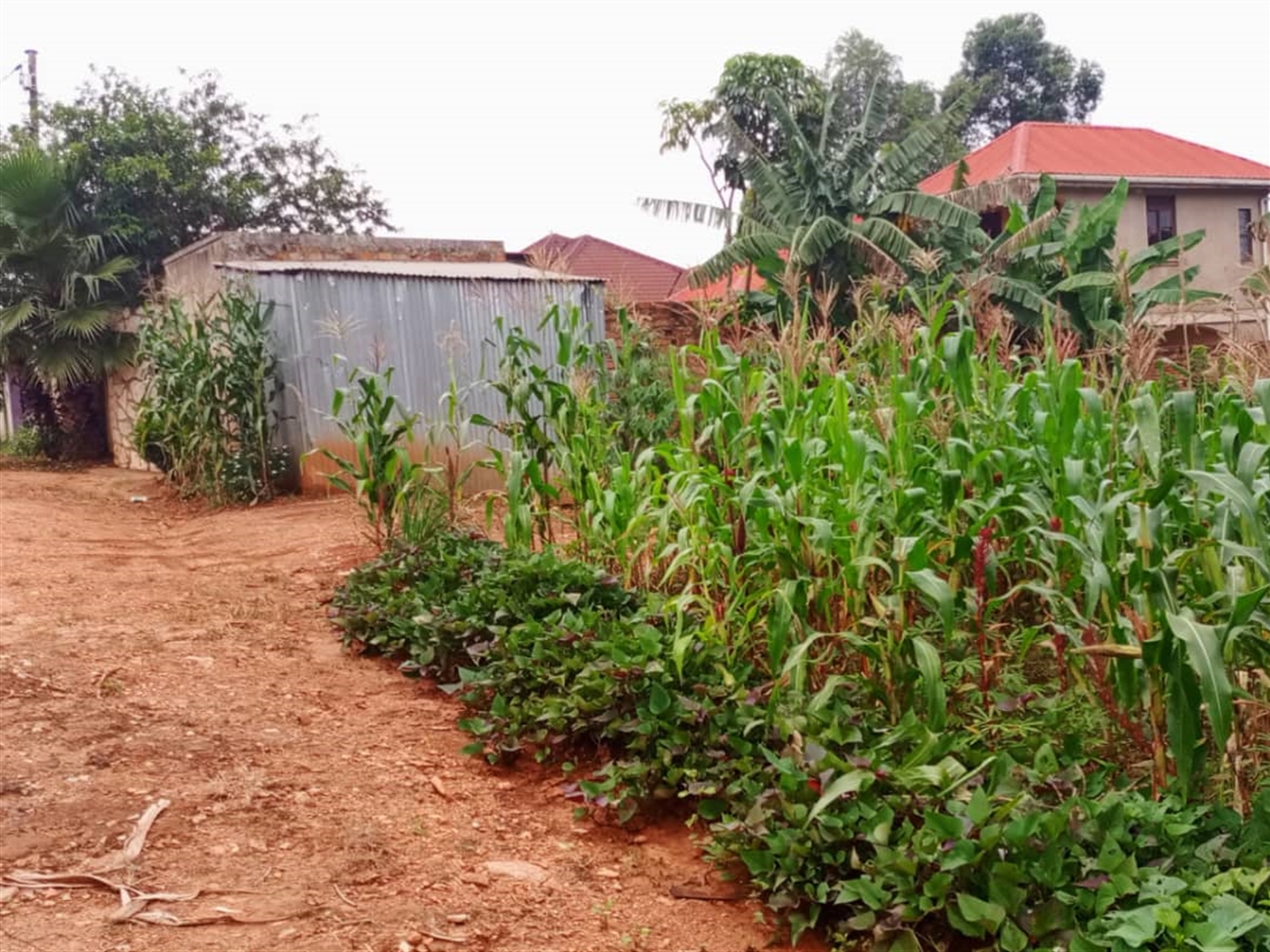 Residential land for sale in Kira Wakiso Uganda