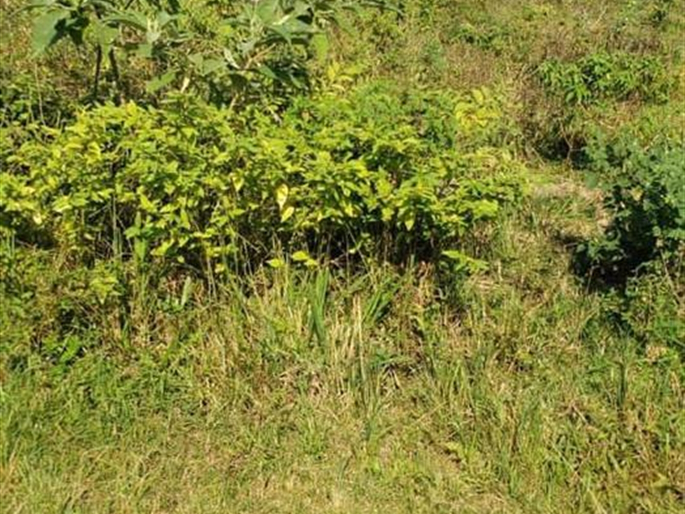 Residential land for sale in Garuga Wakiso Uganda
