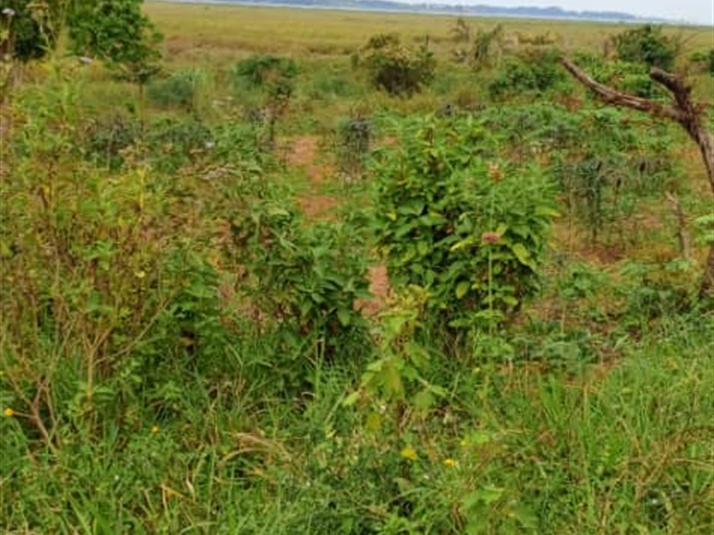 Residential land for sale in Garuga Wakiso Uganda