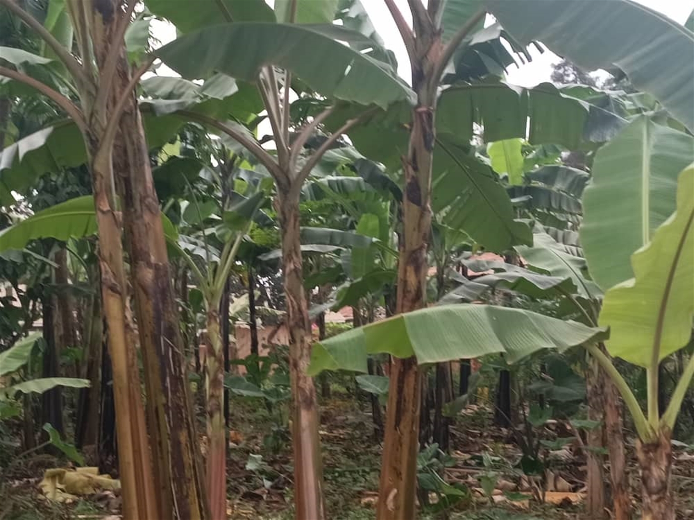 Residential land for sale in Kira Wakiso Uganda