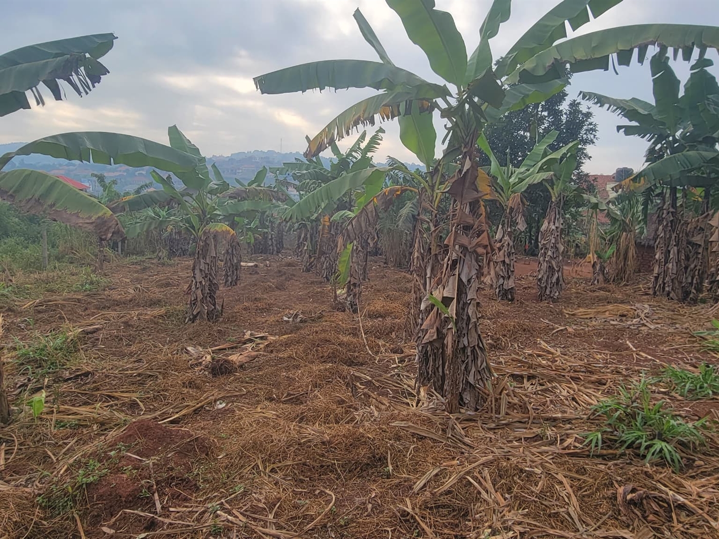 Residential land for sale in Kira Wakiso Uganda