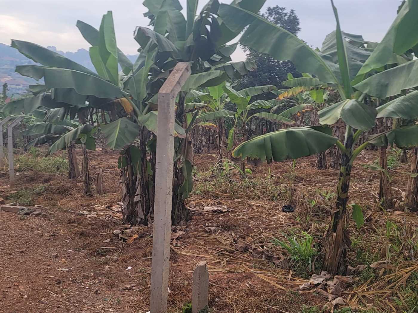 Residential land for sale in Kira Wakiso Uganda