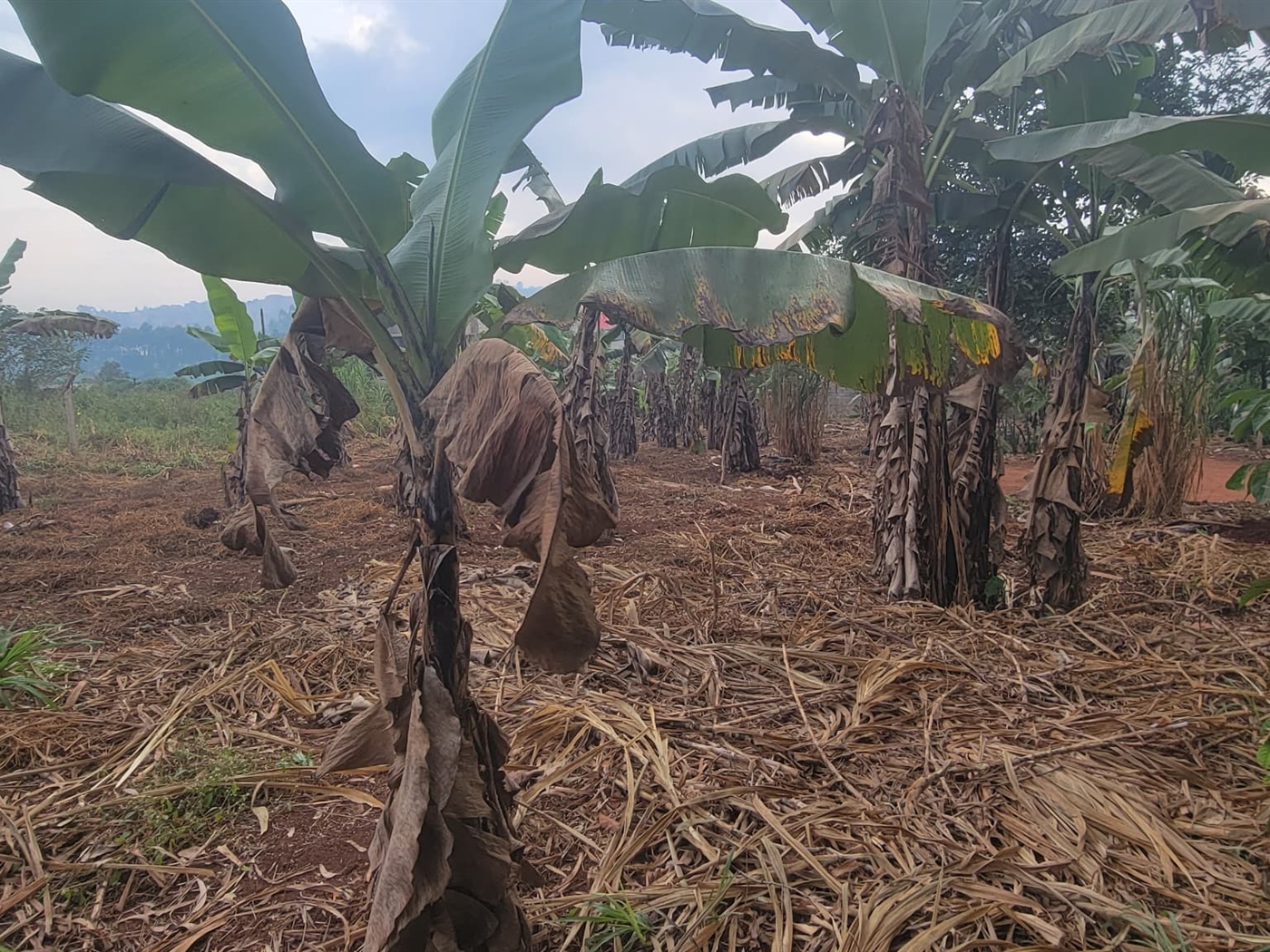 Residential land for sale in Kira Wakiso Uganda