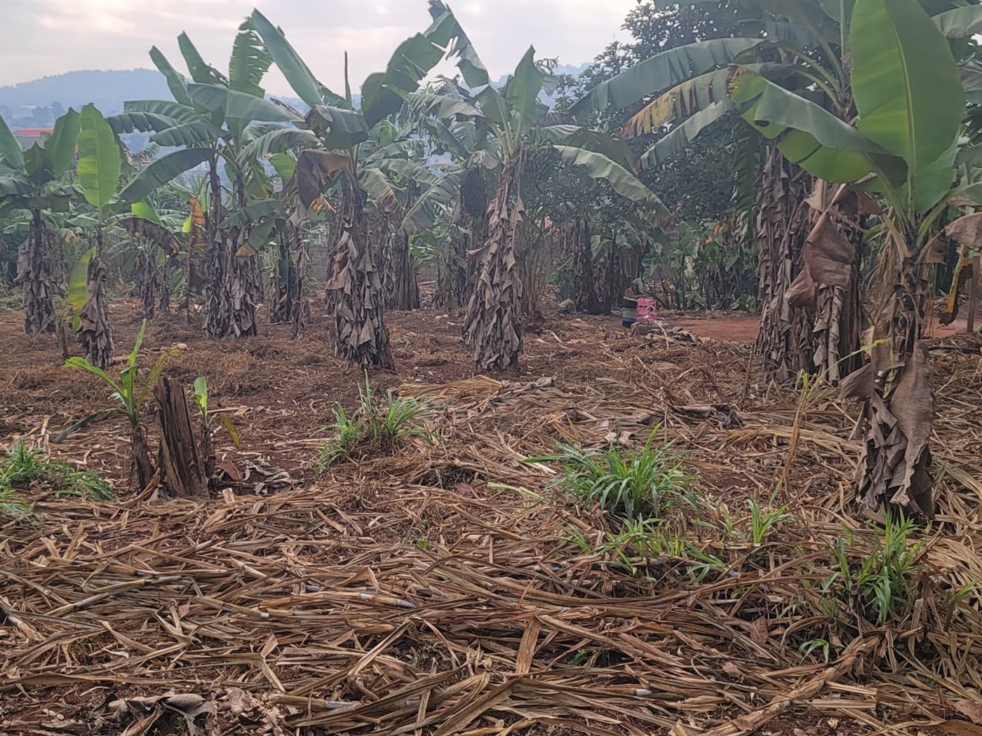 Residential land for sale in Kira Wakiso Uganda