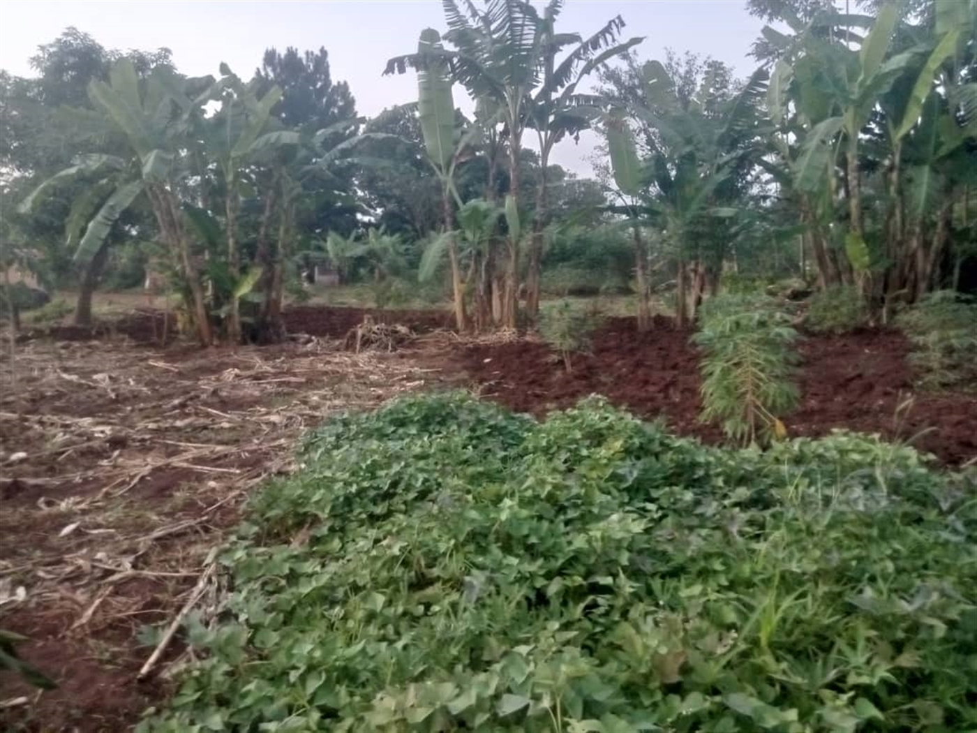 Residential land for sale in Kira Wakiso Uganda