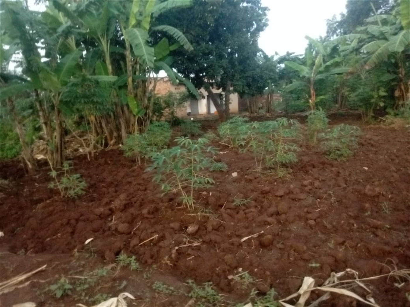 Residential land for sale in Kira Wakiso Uganda