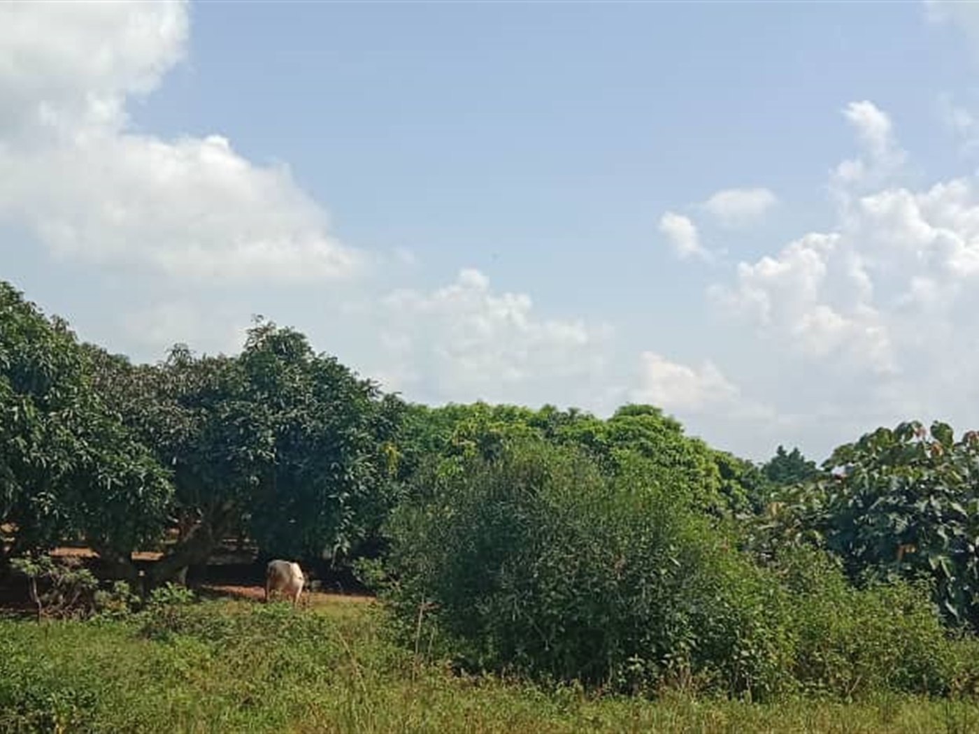 Residential land for sale in Garuga Wakiso Uganda