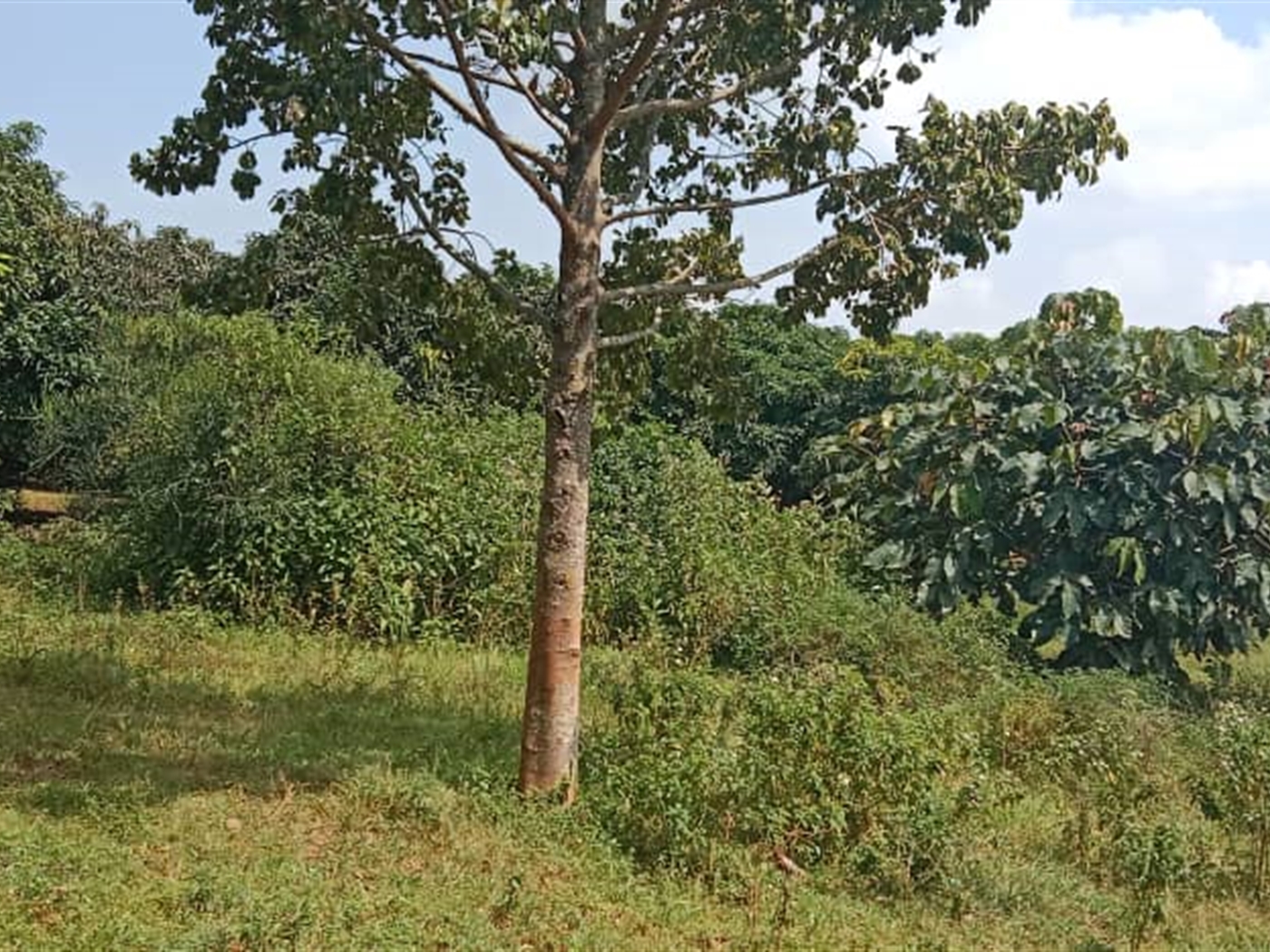 Residential land for sale in Garuga Wakiso Uganda
