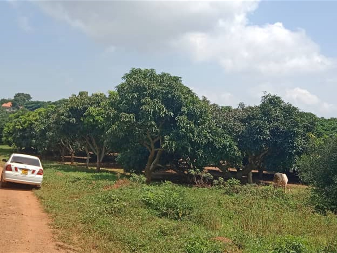Residential land for sale in Garuga Wakiso Uganda