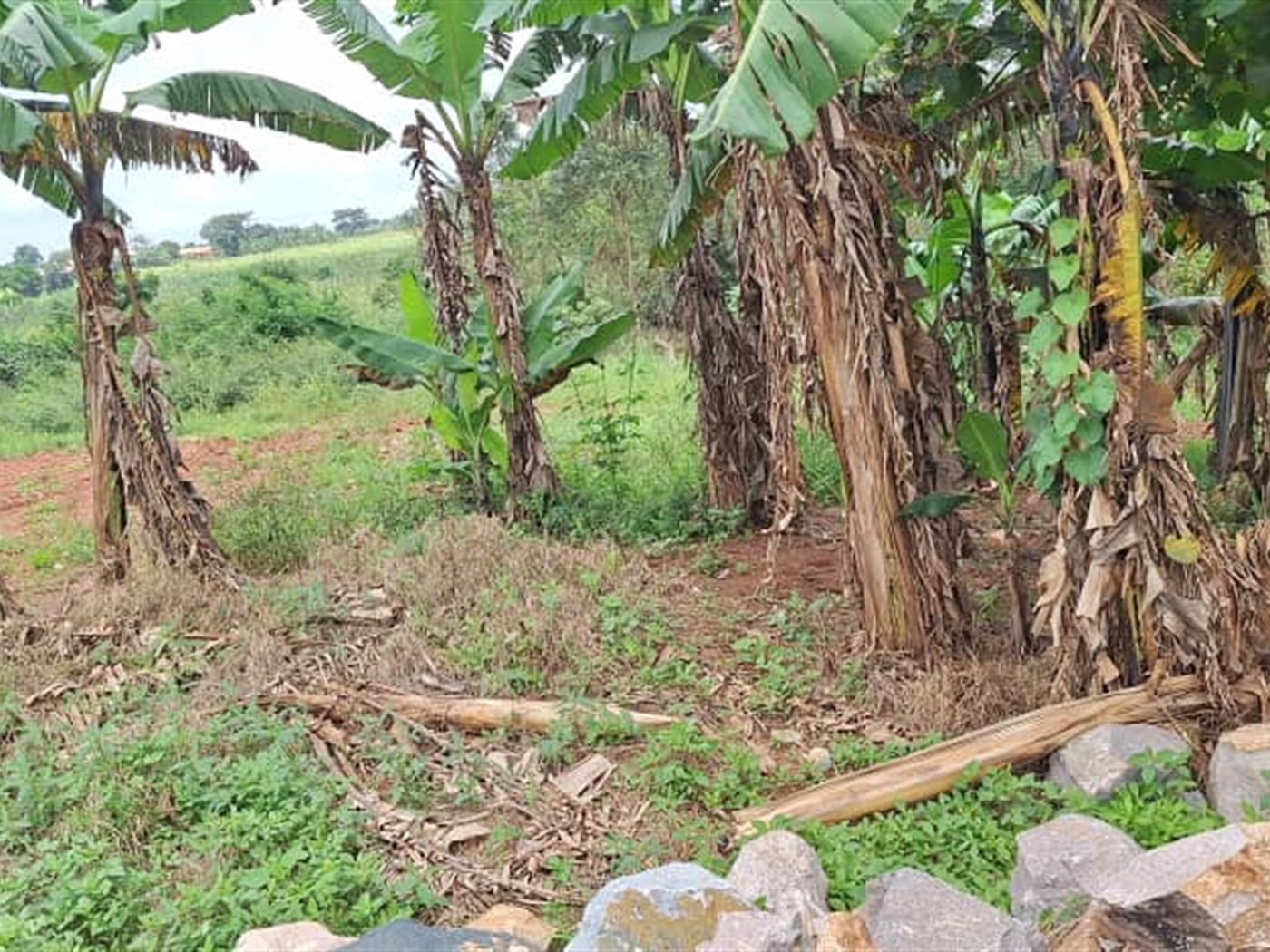 Residential land for sale in Kira Wakiso Uganda