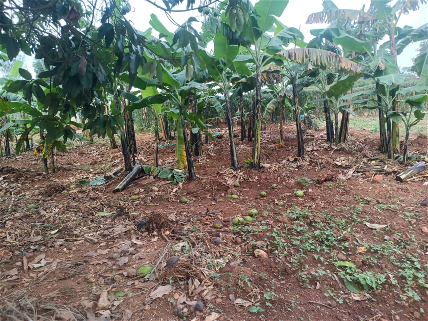 Residential land for sale in Kira Wakiso Uganda