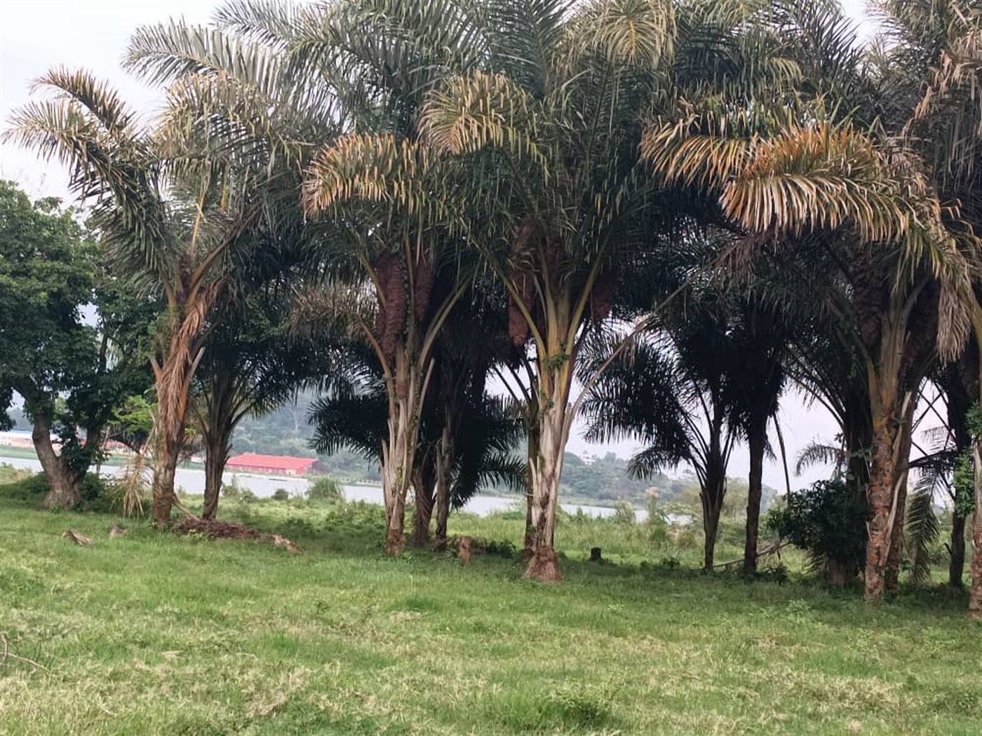 Residential land for sale in Garuga Wakiso Uganda