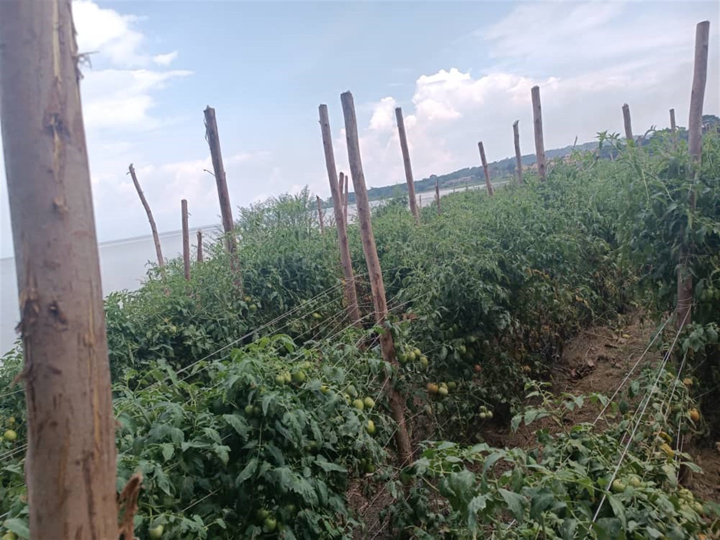 Residential land for sale in Garuga Wakiso Uganda