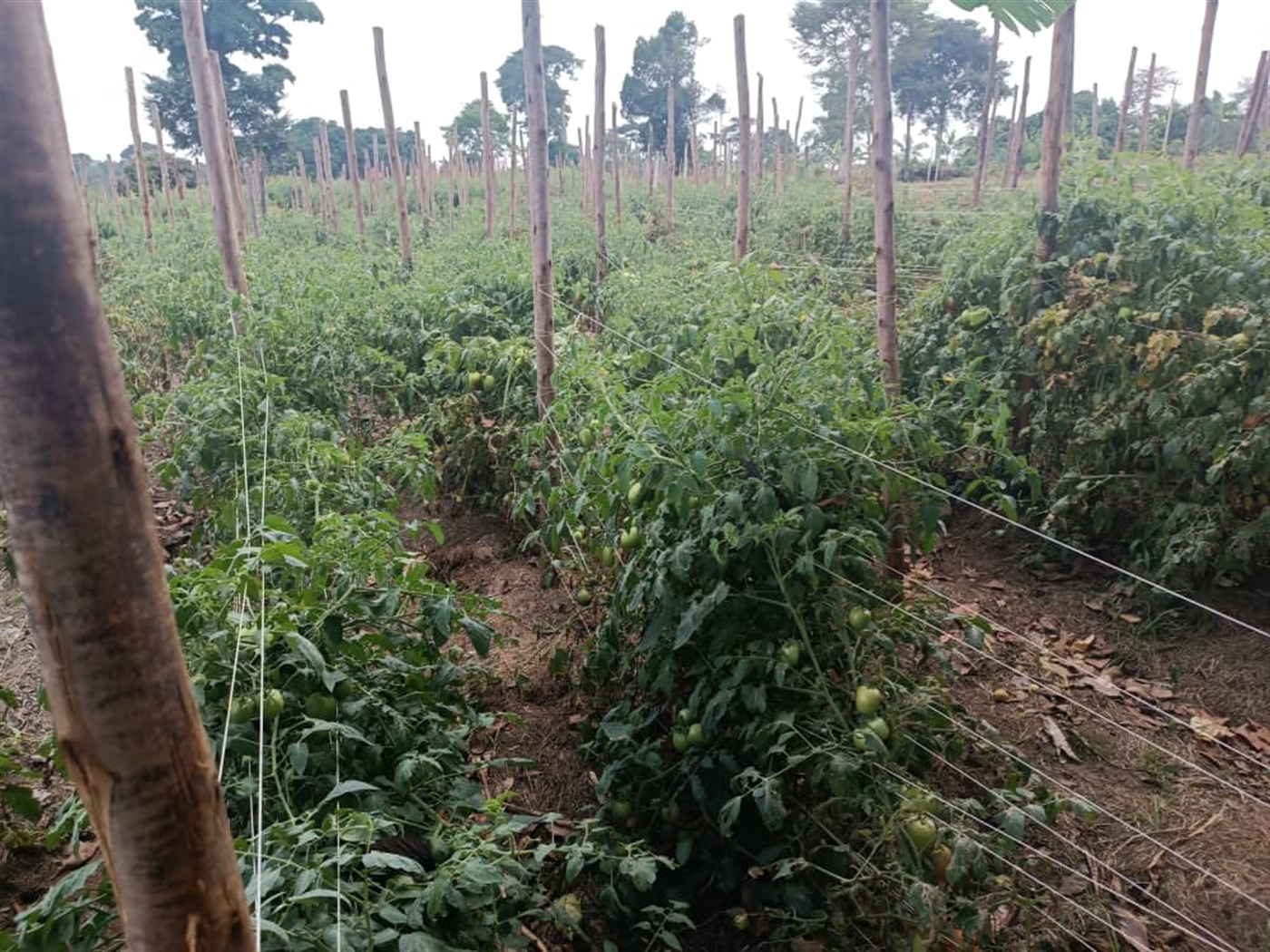 Residential land for sale in Garuga Wakiso Uganda