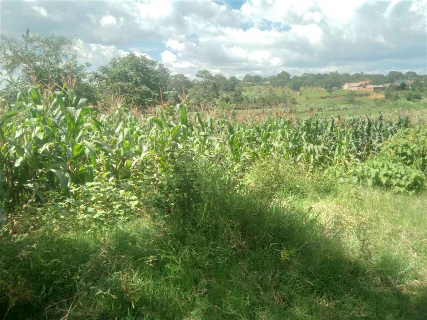 Residential land for sale in Kira Wakiso Uganda