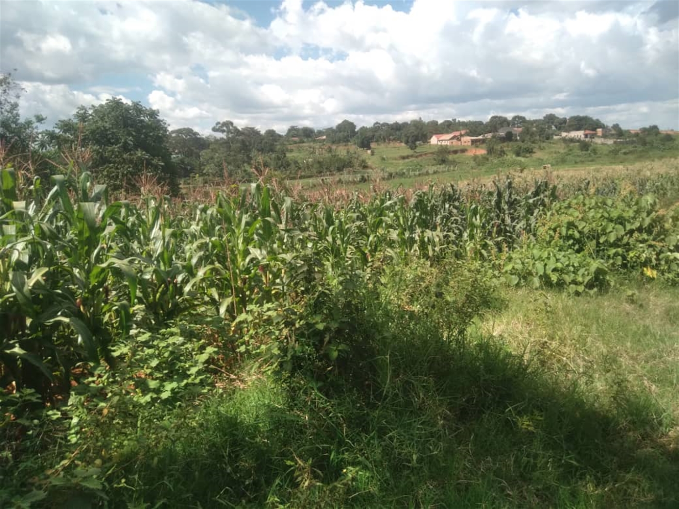 Residential land for sale in Kira Wakiso Uganda