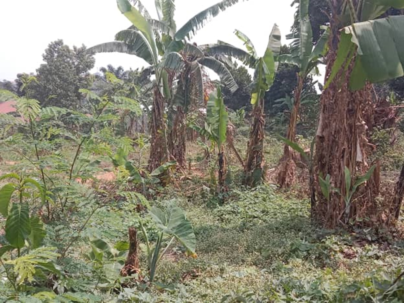 Residential land for sale in Kisaasi Kampala Uganda