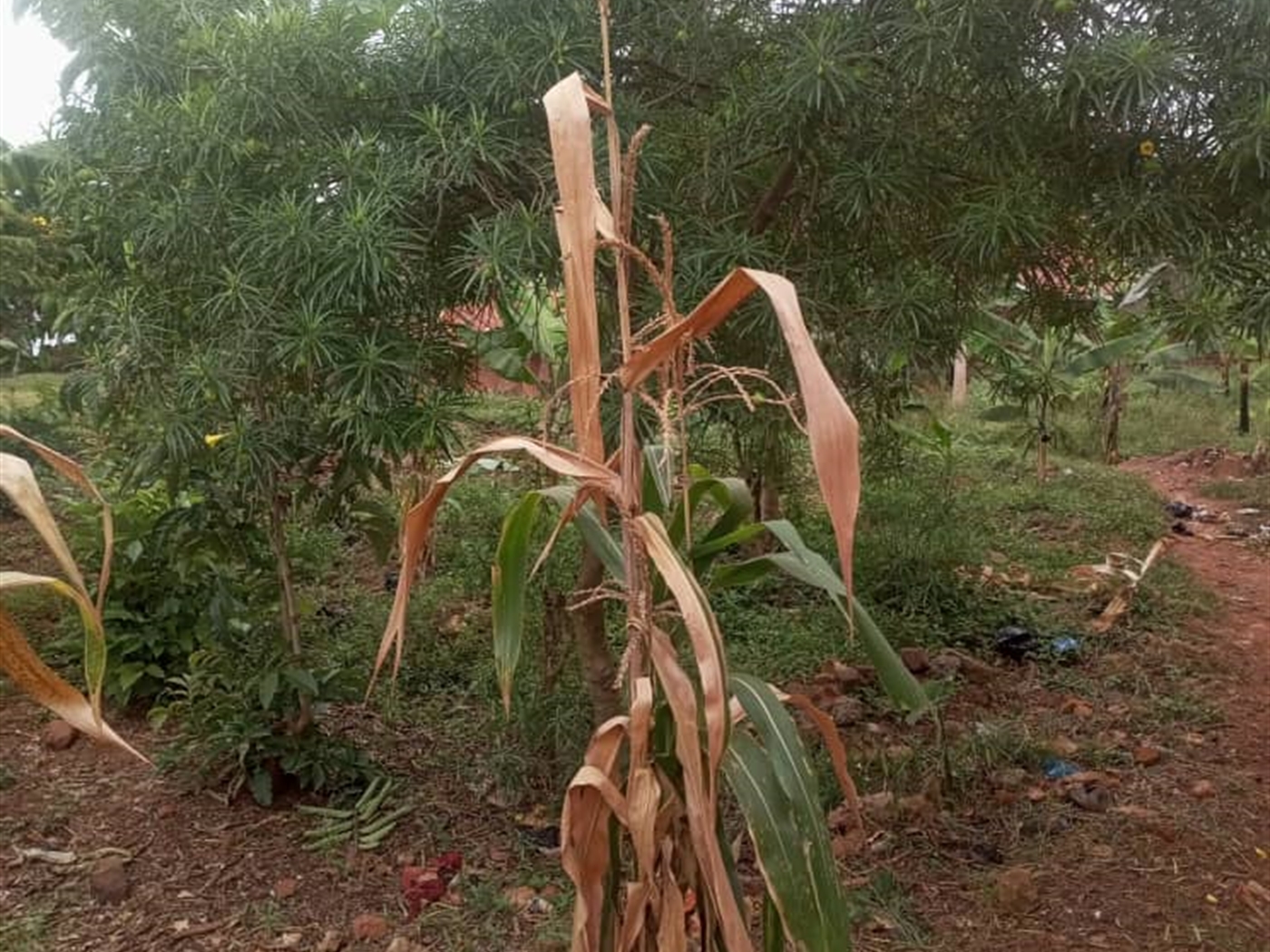 Residential land for sale in Kisaasi Kampala Uganda