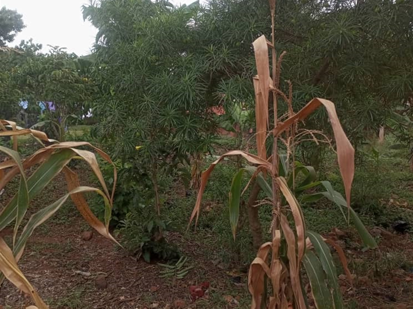 Residential land for sale in Kisaasi Kampala Ugand...