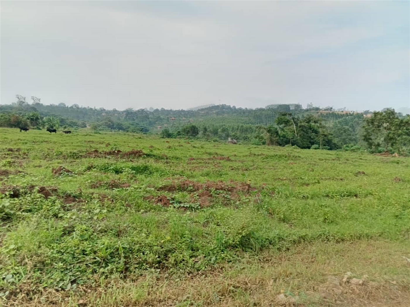 Residential land for sale in Namugongo Wakiso Uganda