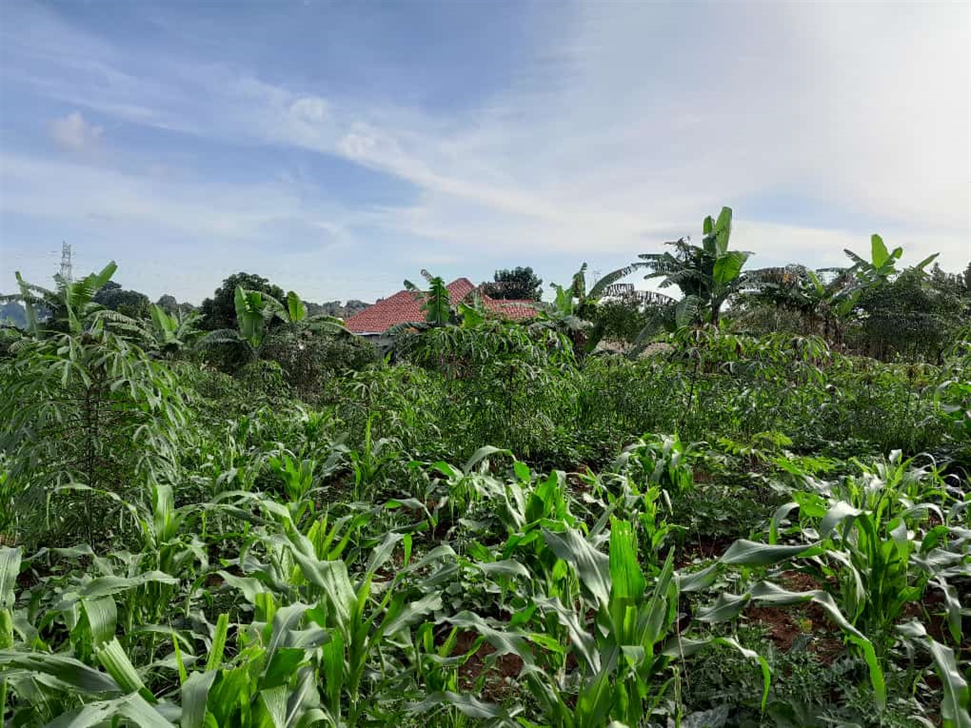 Residential land for sale in Namugongo Wakiso Uganda