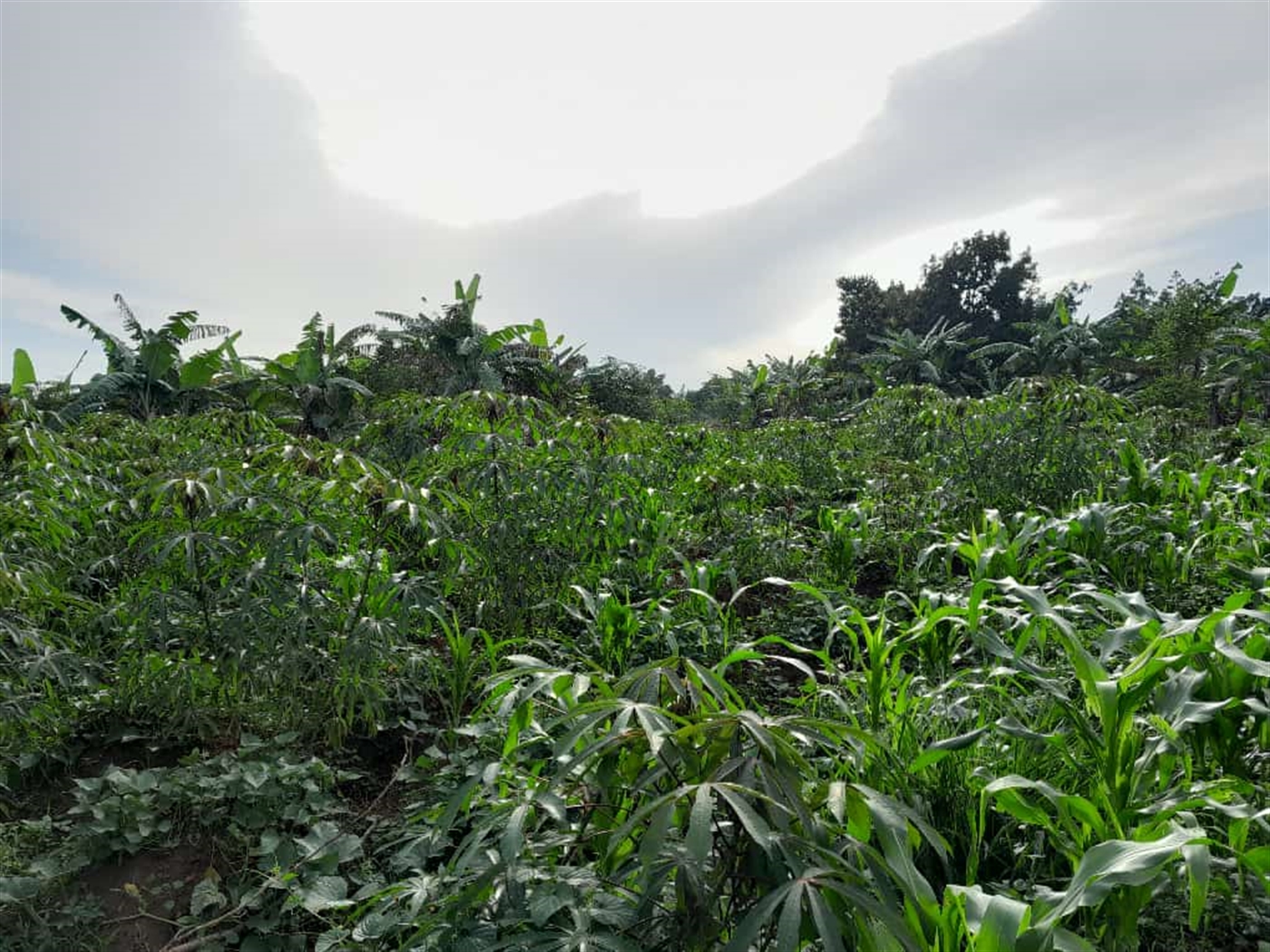 Residential land for sale in Namugongo Wakiso Uganda