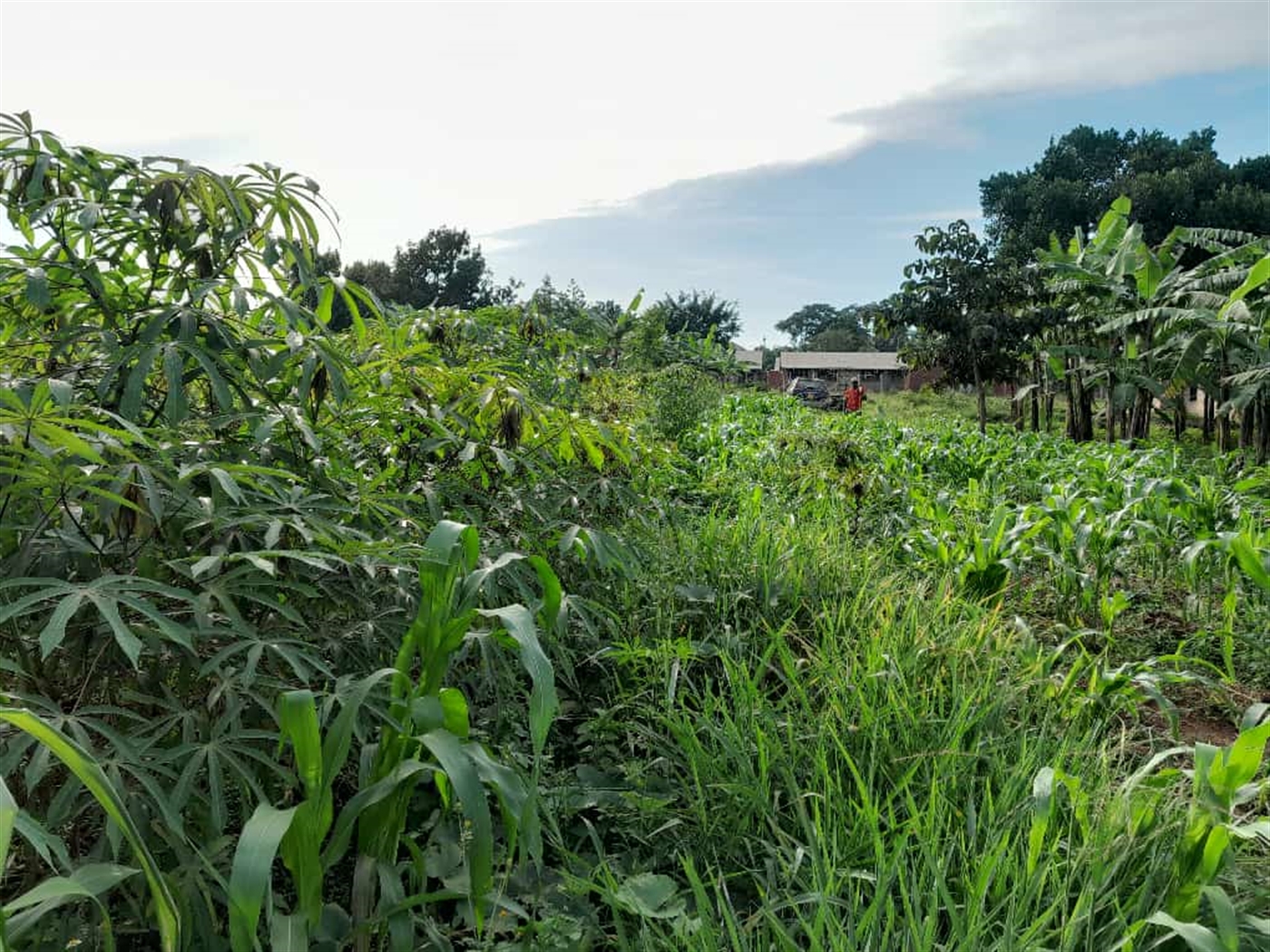 Residential land for sale in Namugongo Wakiso Uganda
