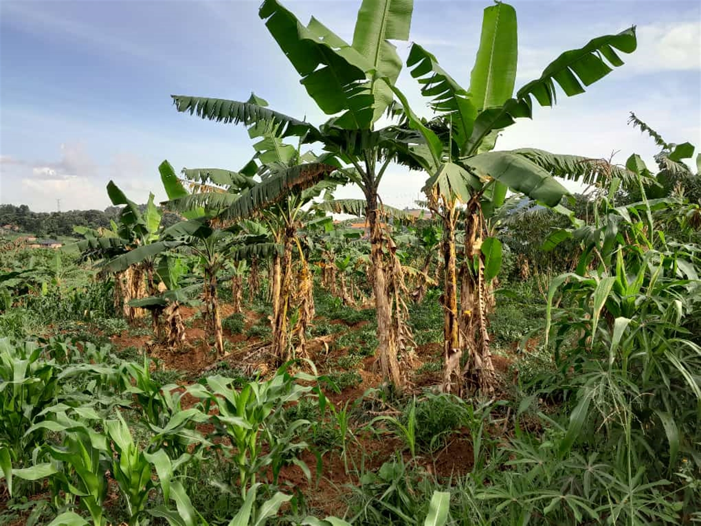 Residential land for sale in Namugongo Wakiso Uganda