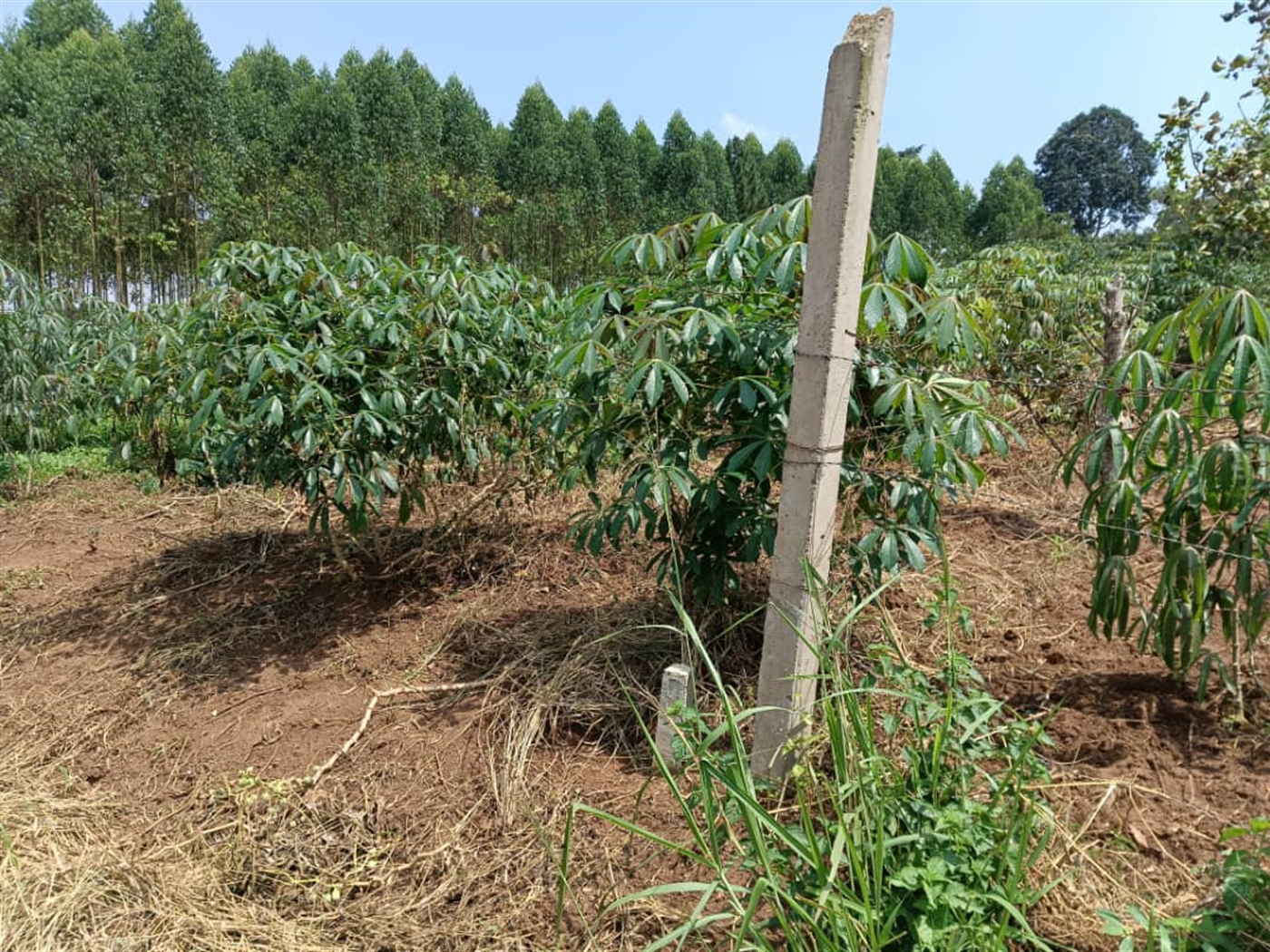 Residential land for sale in Namugongo Wakiso Uganda