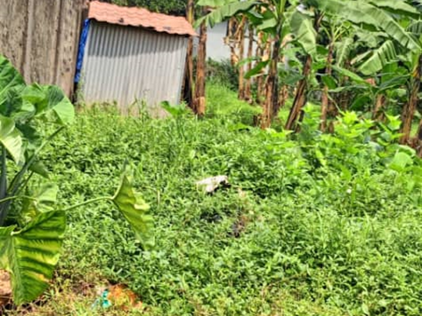 Residential land for sale in Kisaasi Wakiso Uganda