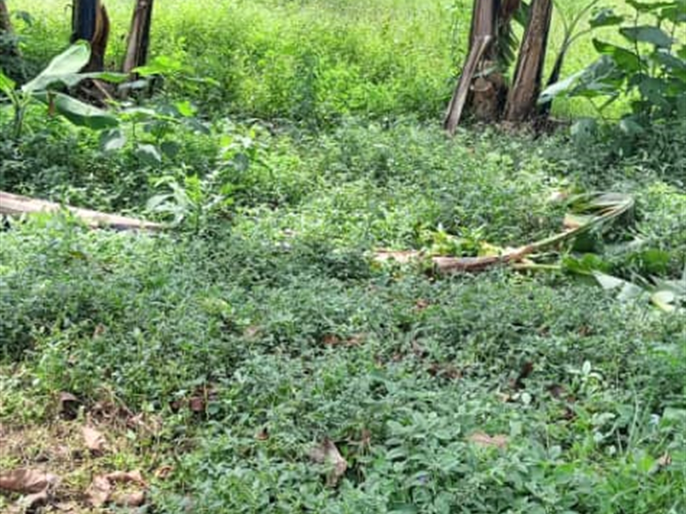 Residential land for sale in Kisaasi Wakiso Uganda