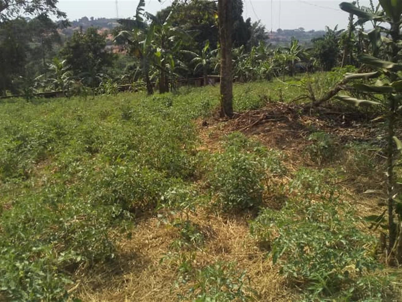 Residential land for sale in Namugongo Wakiso Uganda