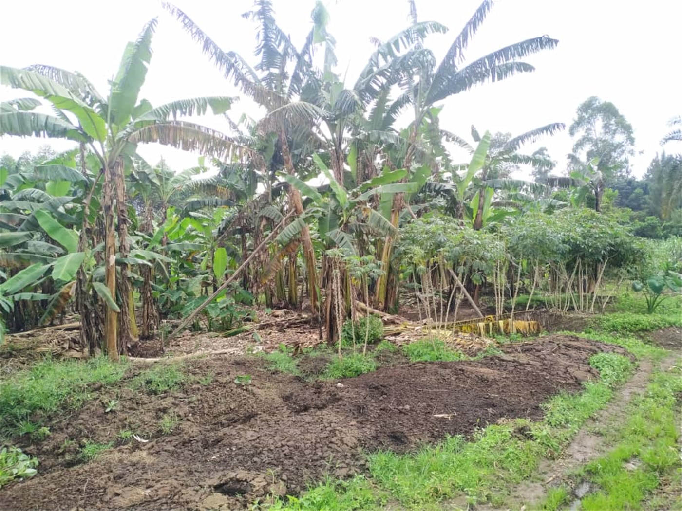 Residential land for sale in Namugongo Wakiso Uganda