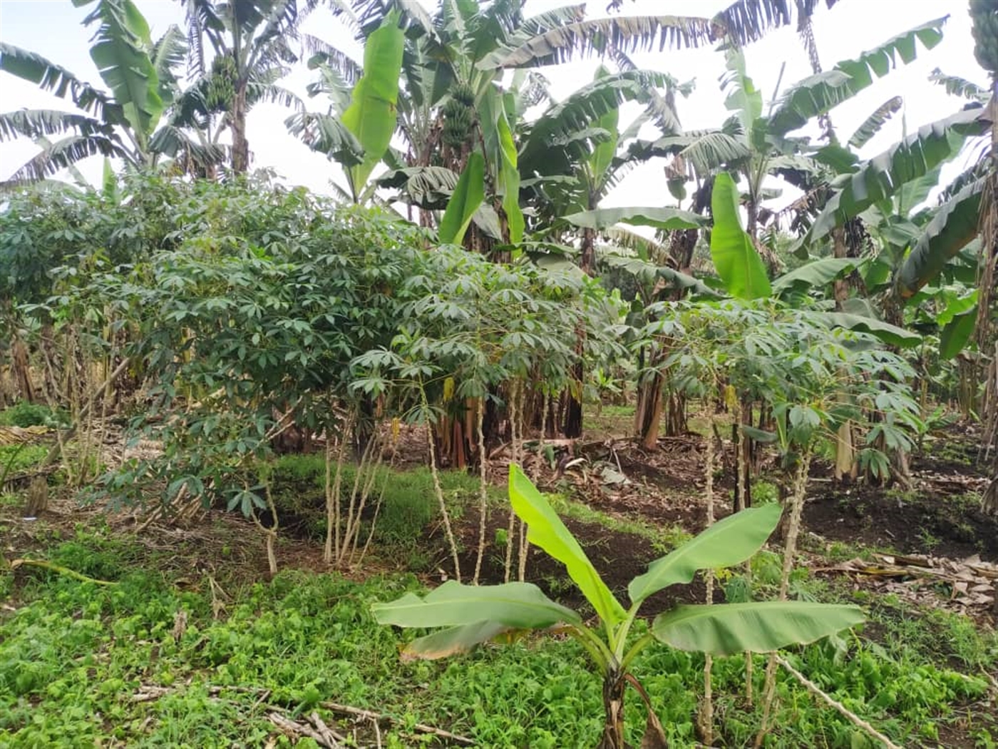 Residential land for sale in Namugongo Wakiso Ugan...
