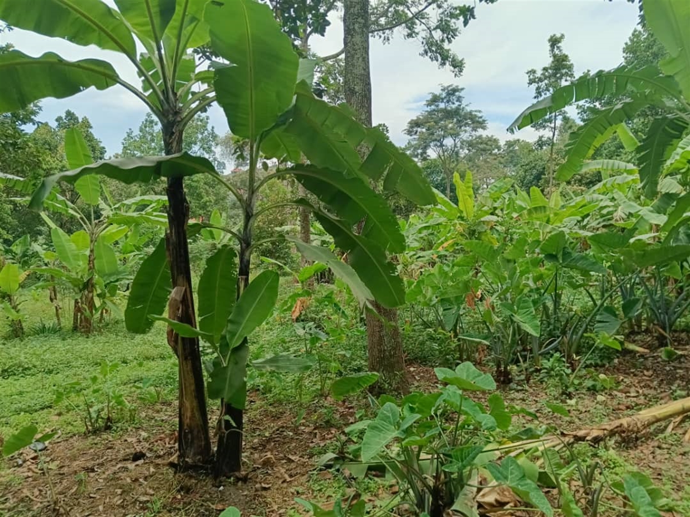 Residential land for sale in Namugongo Wakiso Uganda