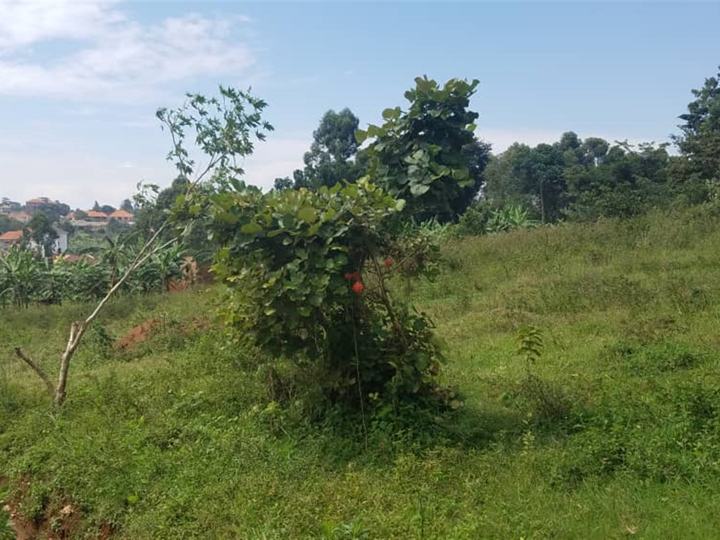 Residential land for sale in Namugongo Wakiso Uganda