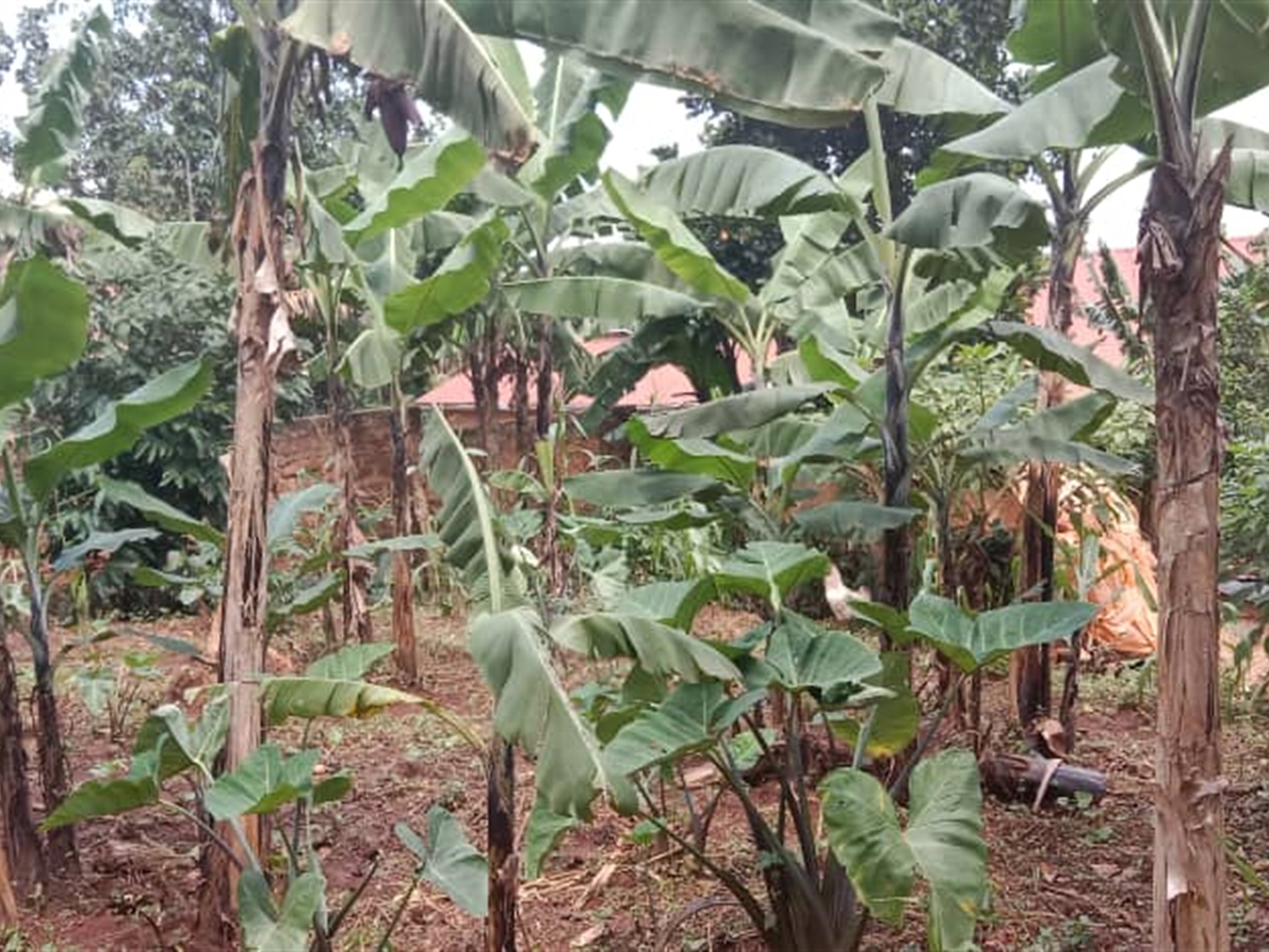 Residential land for sale in Seguku Wakiso Uganda