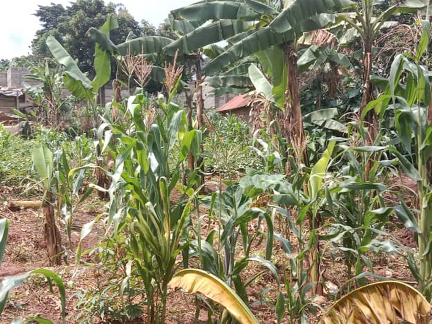 Residential land for sale in Seguku Wakiso Uganda