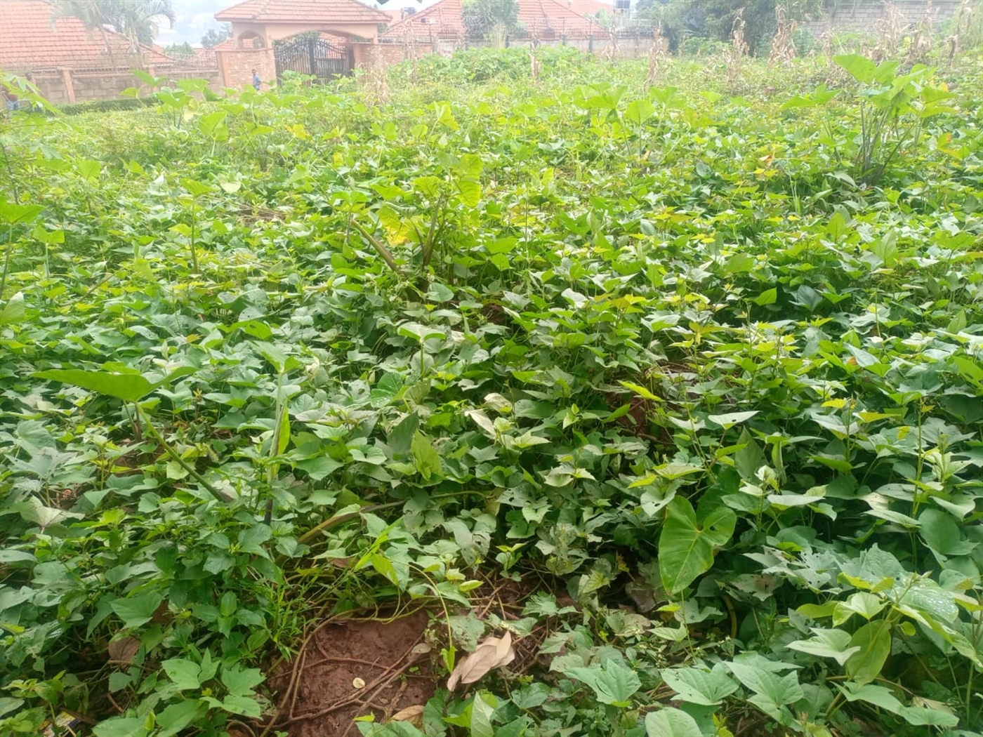 Residential land for sale in Seguku Wakiso Uganda