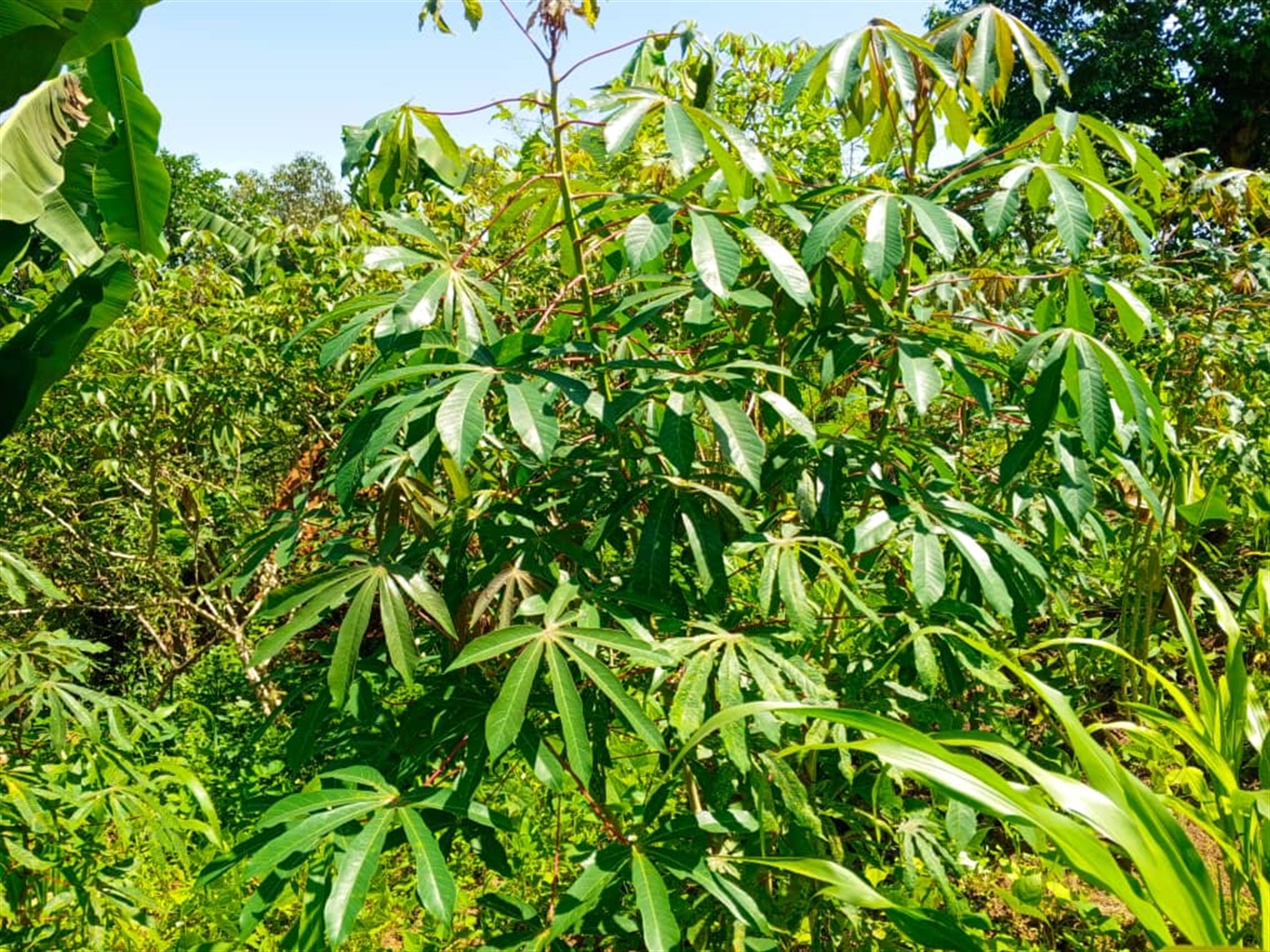 Residential land for sale in Matugga Wakiso Uganda