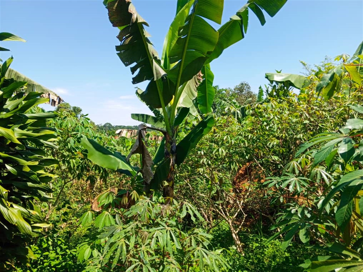 Residential land for sale in Matugga Wakiso Uganda
