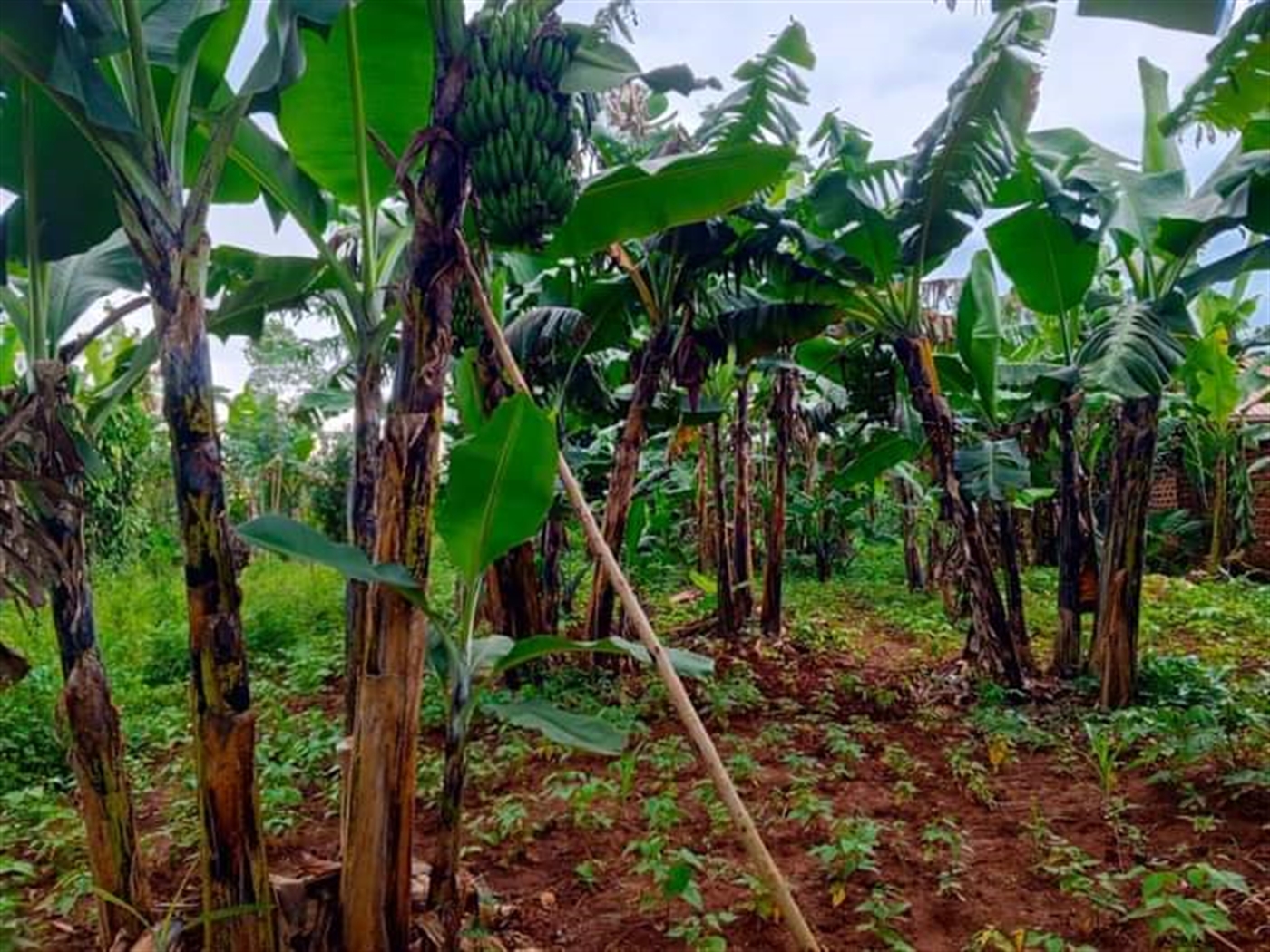 Residential land for sale in Matugga Wakiso Uganda