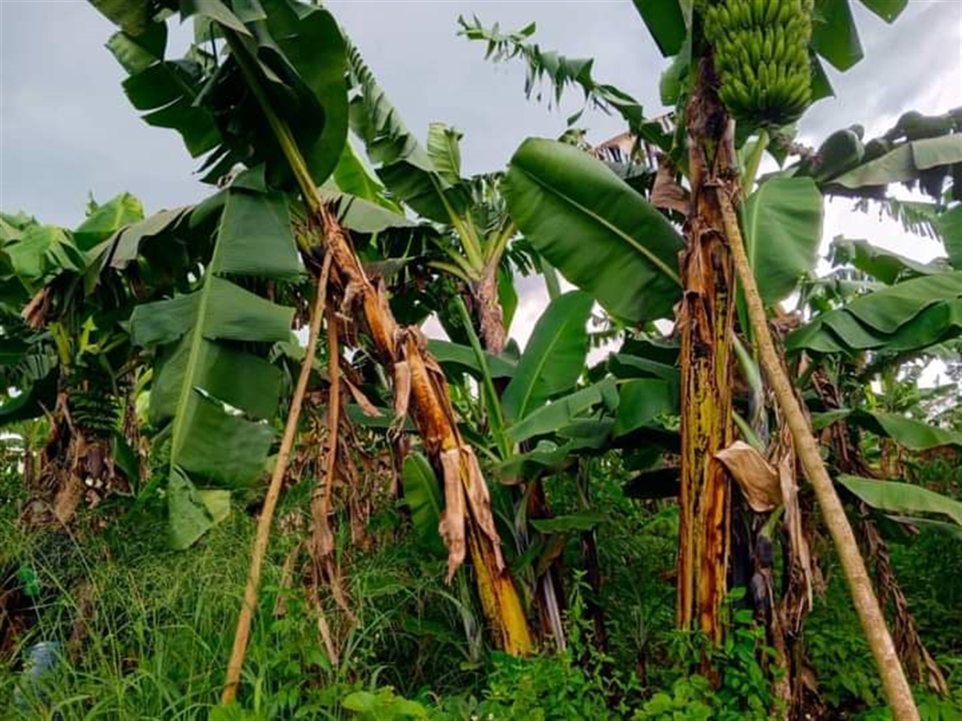 Residential land for sale in Matugga Wakiso Uganda
