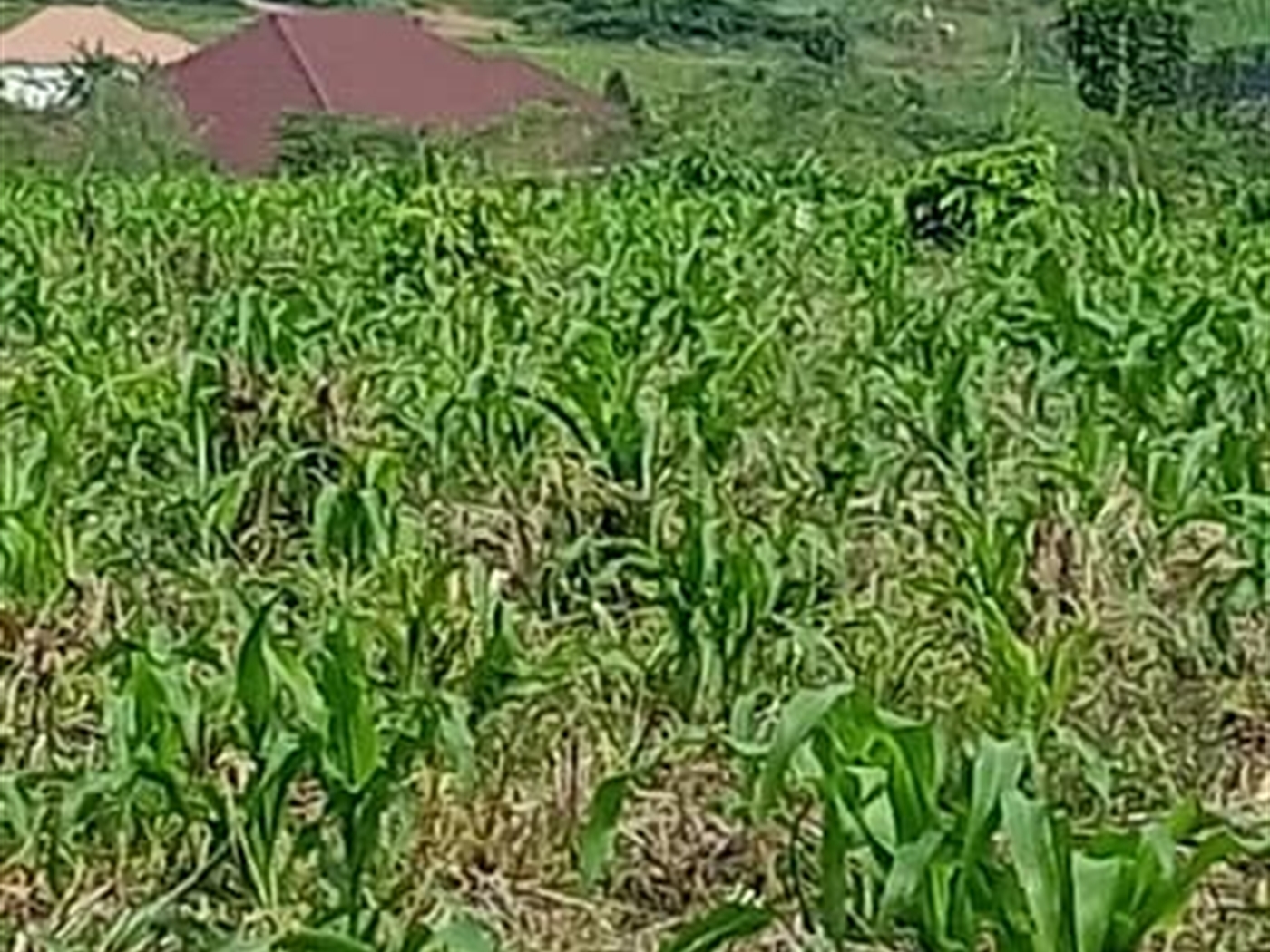 Residential land for sale in Matugga Wakiso Uganda